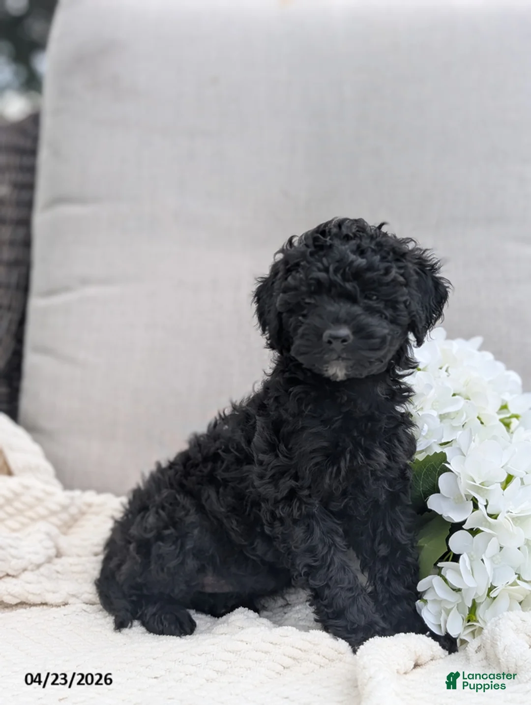 Whoodle dogs for sale: Waldo - Ad 1