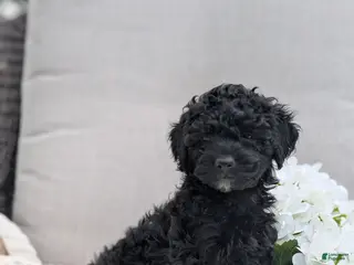 Whoodle dogs for sale: Waldo - Ad 3