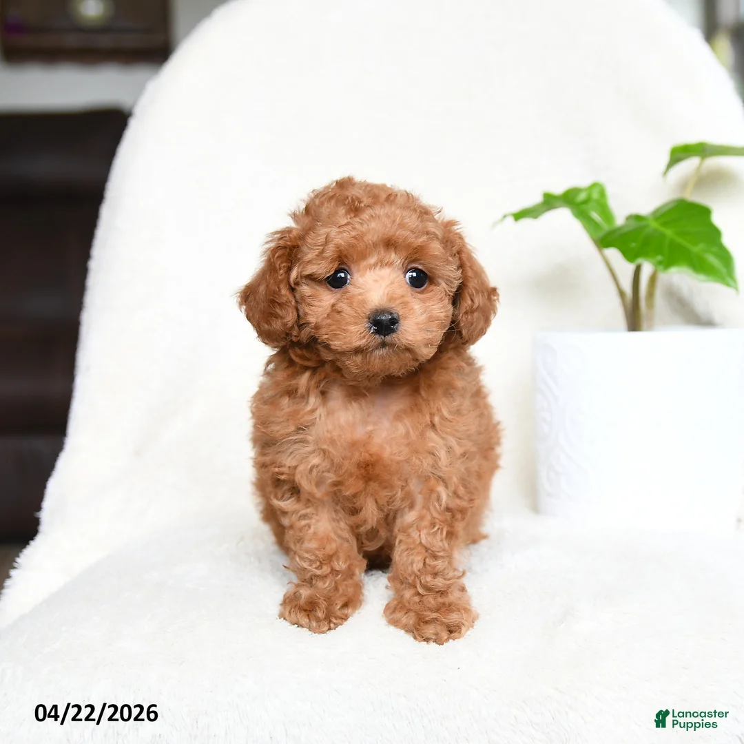 Toy Poodle dogs for sale: Bonnie  - Ad 5