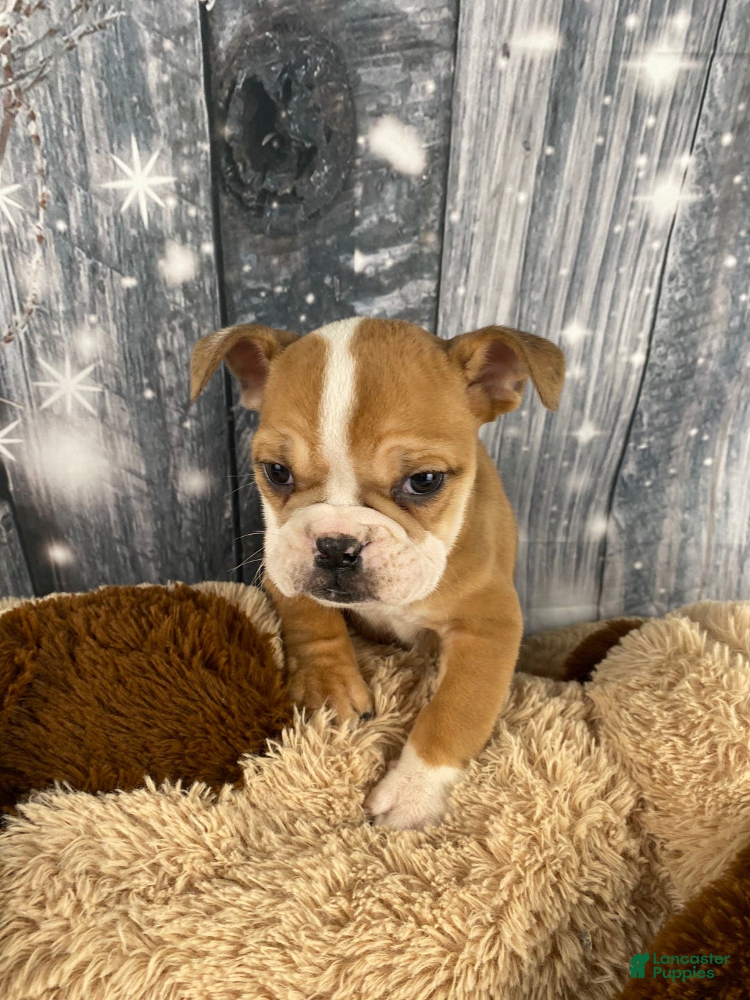 English Bulldog dogs for sale: Cody - Ad 13