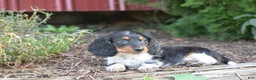 Miniature Dachshund dogs for sale: Bella - Ad 4