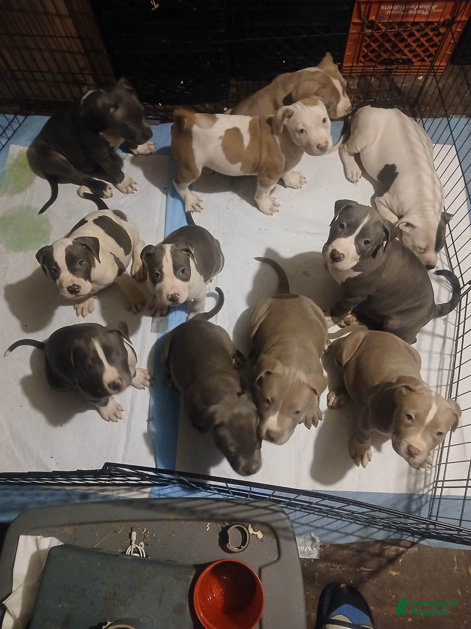 Mixed Breed dogs Mixed Breed Puppy 10 - Ad 13