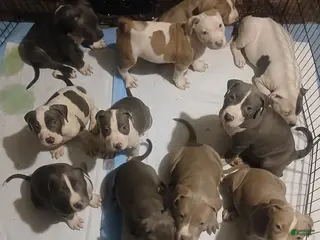 Mixed Breed dogs Mixed Breed Puppy 10 - Ad 13