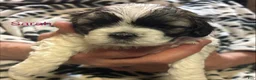Shih Tzu dogs for sale: Sarah - Ad 1