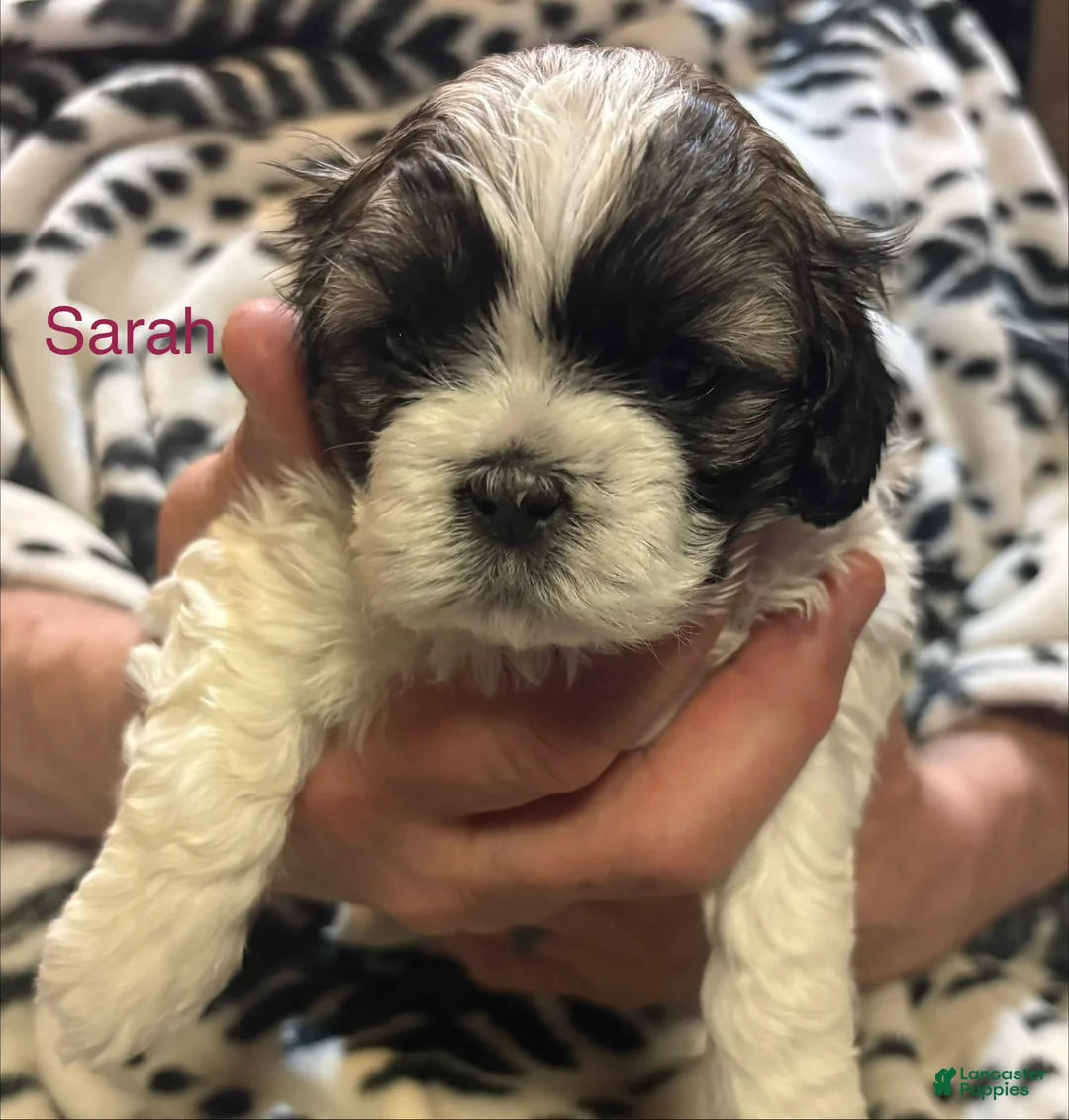Shih Tzu dogs for sale: Sarah - Ad 1