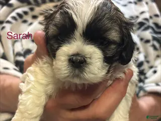 Shih Tzu dogs for sale: Sarah - Ad 3