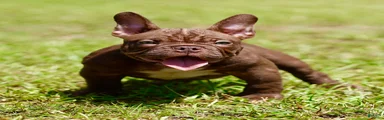 American Bully 1