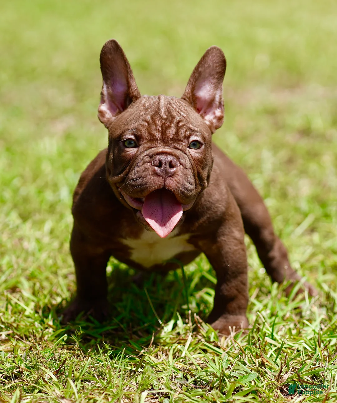 American Bully dogs for sale: American Bully 1 - Ad 1
