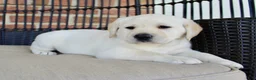 Labrador Retriever dogs for sale: Destiny - Ad 3