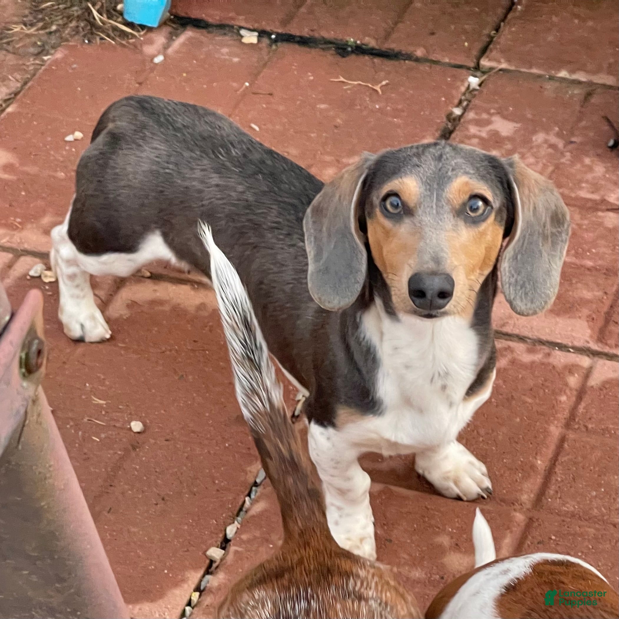 Dachshund dogs Murphy - Ad 42
