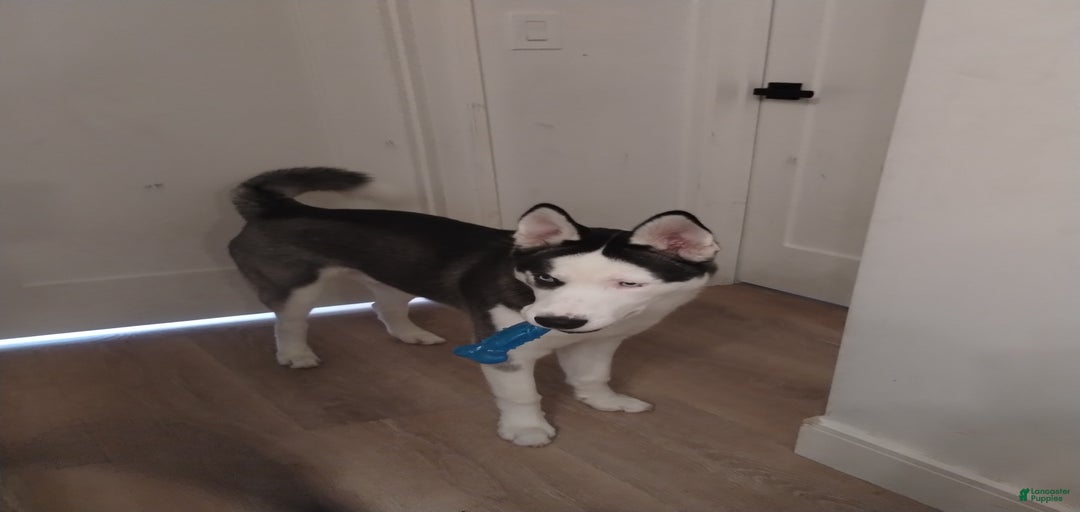 Gallery Image {{count}}