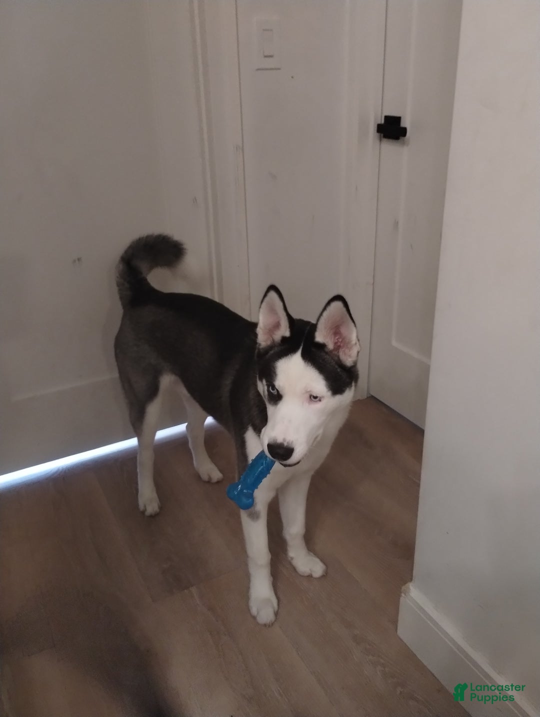 Gallery Image {{count}}