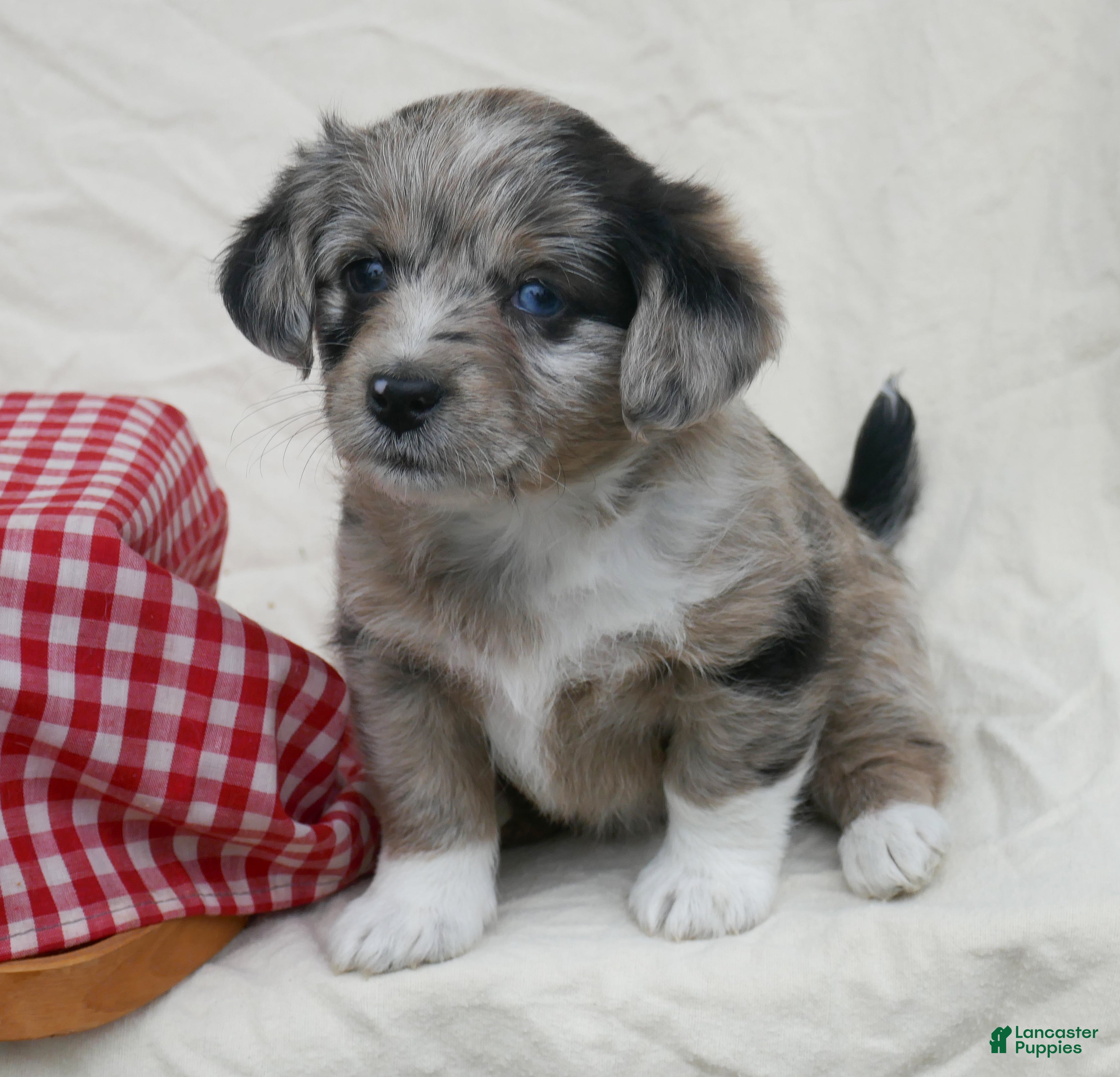 Corgipoo dogs Cappuccino - Ad 2