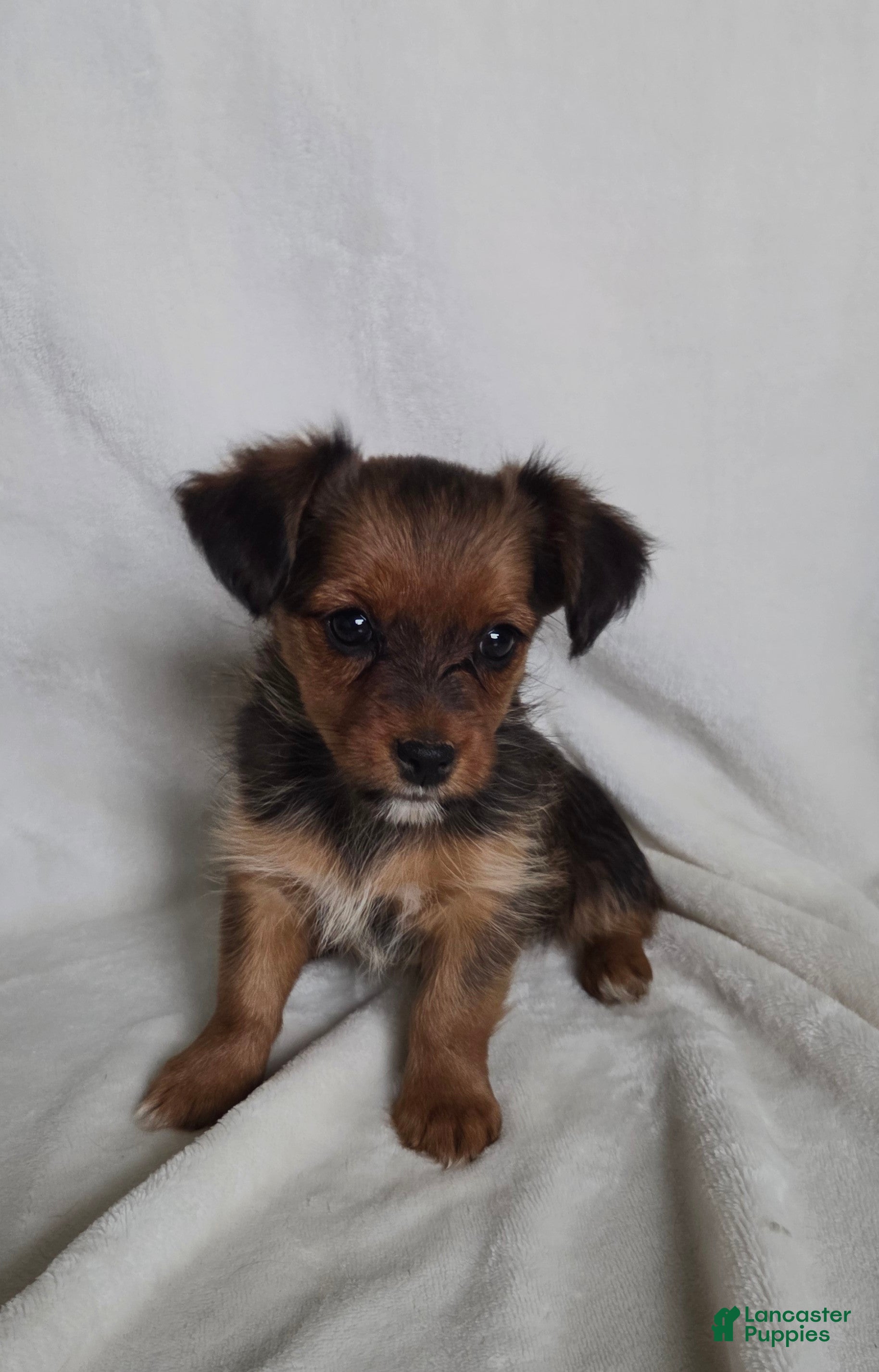 Mixed Breed dogs Beauty - Ad 1