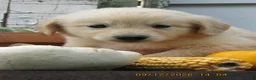 Golden Retriever dogs for sale: Golden Retriever 4 Jingle - Ad 3