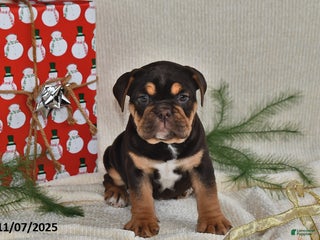 Mixed Breed dogs - Ad 26