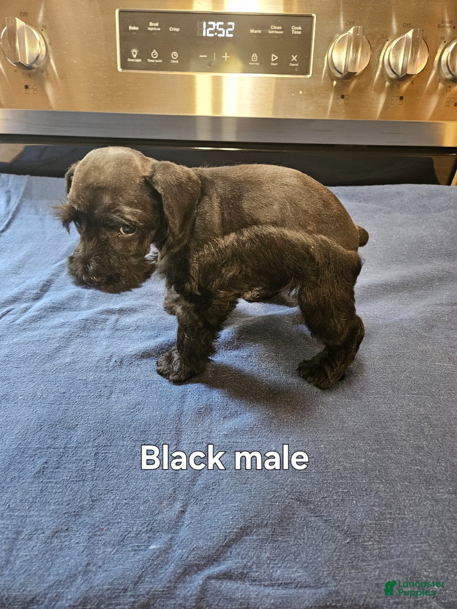 Miniature Schnauzer dogs for sale: Black male  - Ad 2