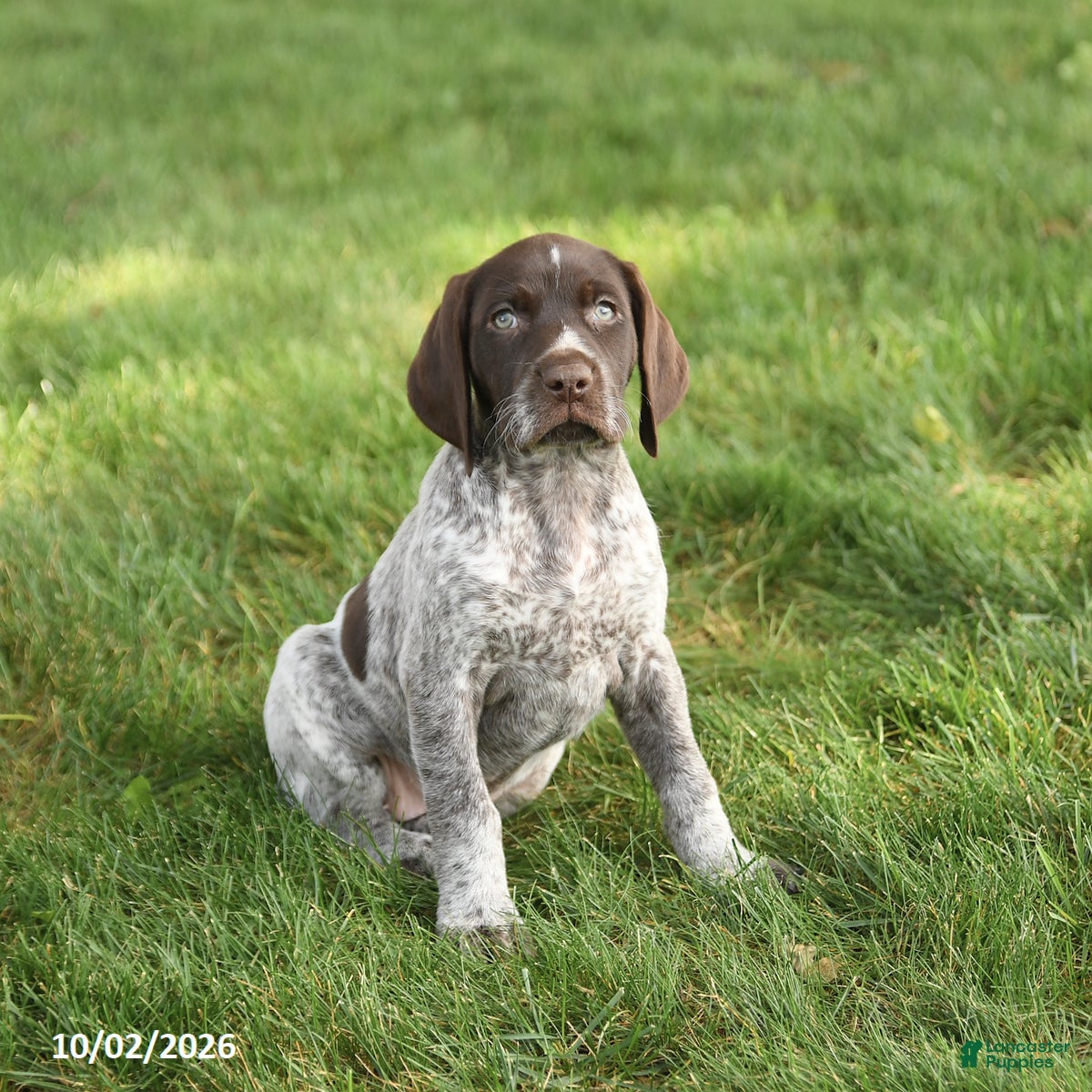 German Shorthaired Pointer dogs Sugar - Ad 2