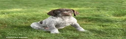 German Shorthaired Pointer dogs for sale: Sugar - Ad 2