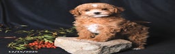 Toy Poodle dogs for sale: Cody - Ad 2