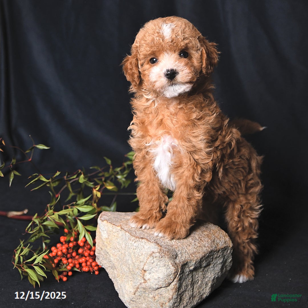 Toy Poodle dogs for sale: Cody - Ad 2