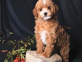 Toy Poodle dogs Cody - Ad 17
