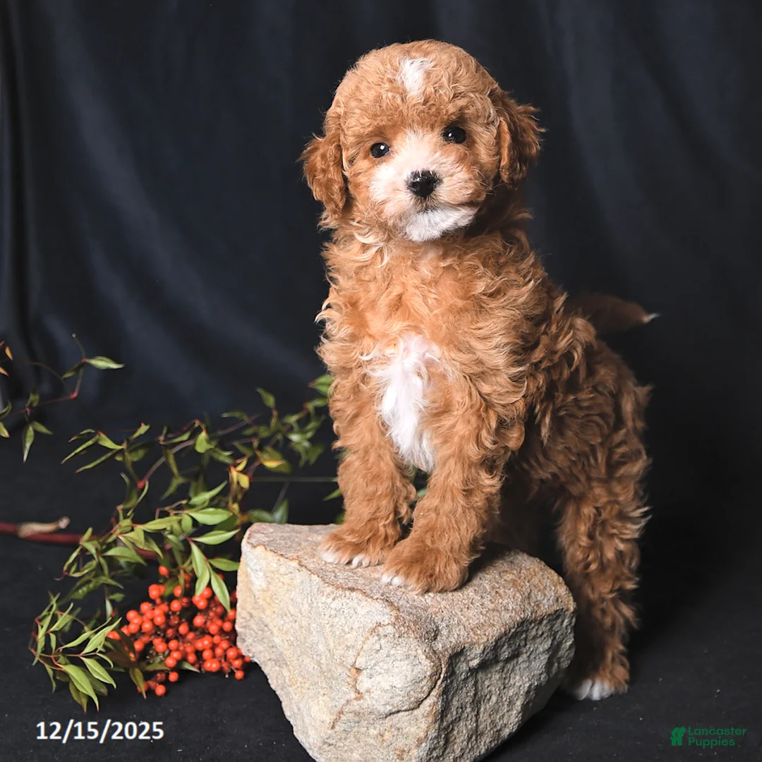 Toy Poodle dogs for sale: Cody - Ad 2