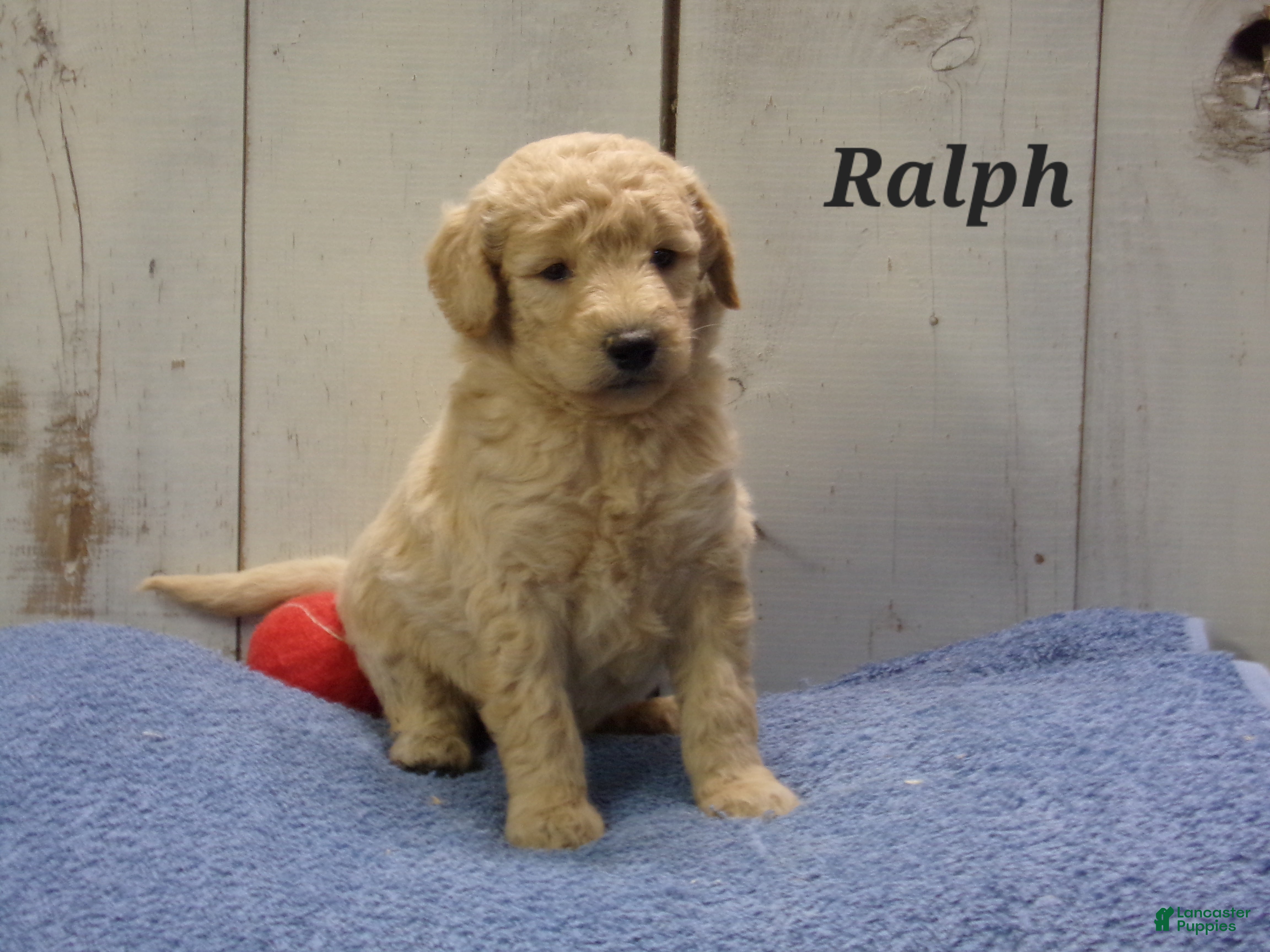 Aussiedoodle dogs Ralph - Ad 7