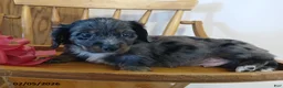 Miniature Dachshund dogs for sale: Valentino - Ad 2