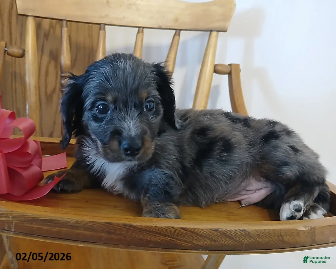 Miniature Dachshund dogs for sale: Valentino - Ad 2