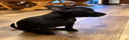 Chihuahua dogs for sale: Gizzi - Ad 11