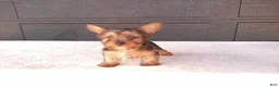 Yorkshire Terrier dogs for sale: Chloe - Ad 3