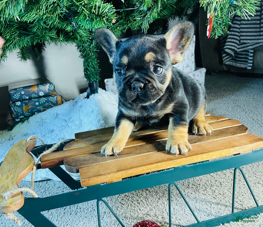 French Bulldog dogs for sale: Ellie - Ad 3