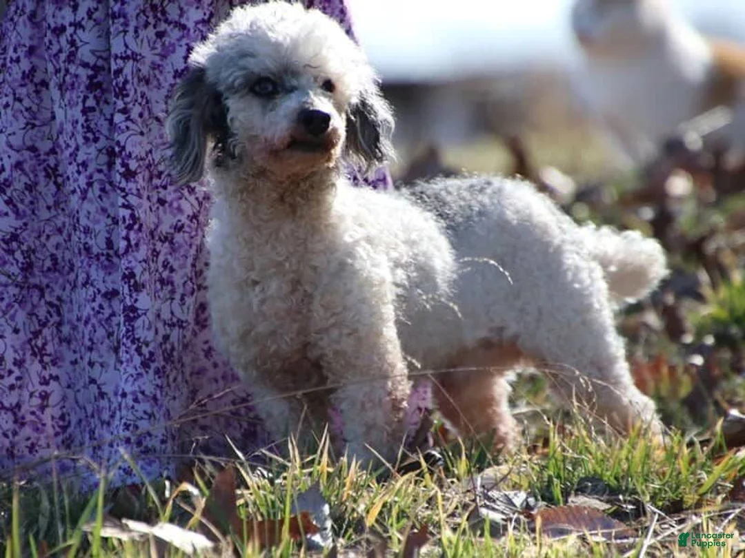 Miniature Poodle dogs for sale: Bandit - Ad 1