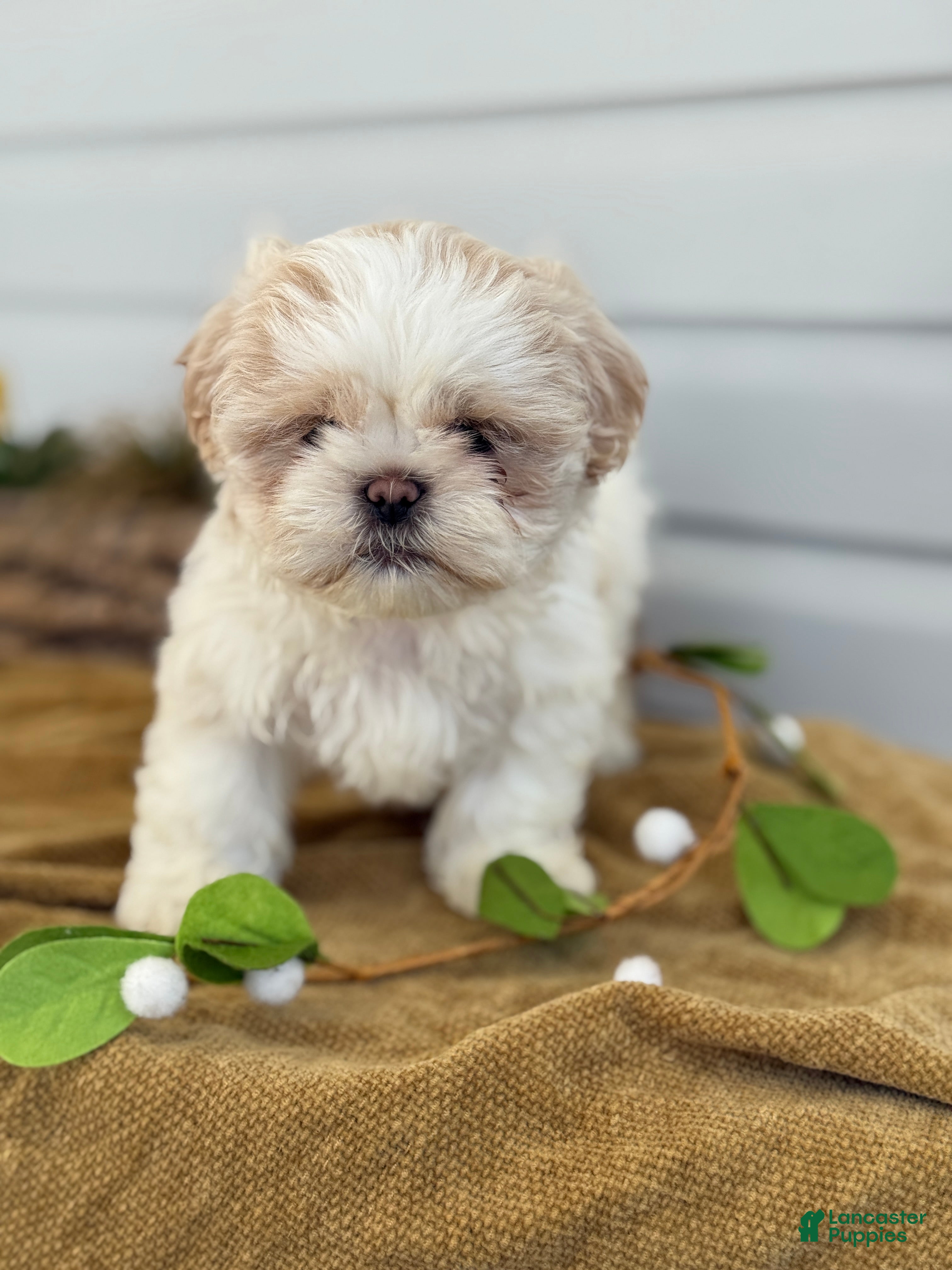 Shih Tzu dogs Champ - Ad 1