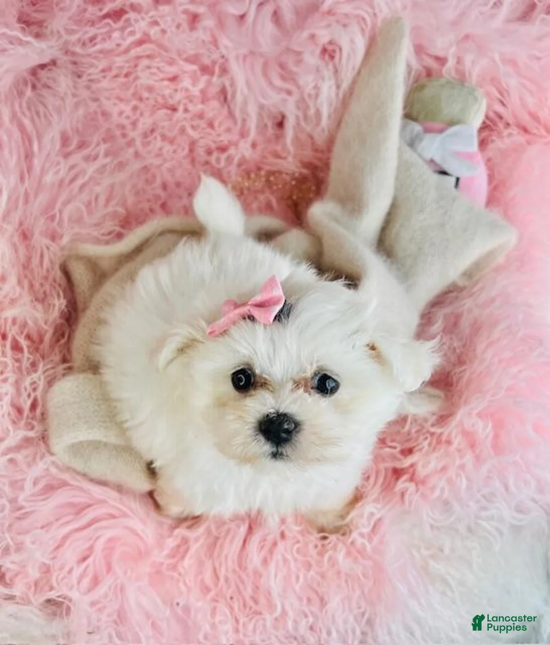 Maltese dogs for sale: Maltese Puppy 1 - Ad 6