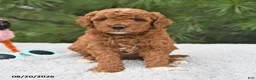 Mini Goldendoodle dogs for sale: Ruby - Ad 8