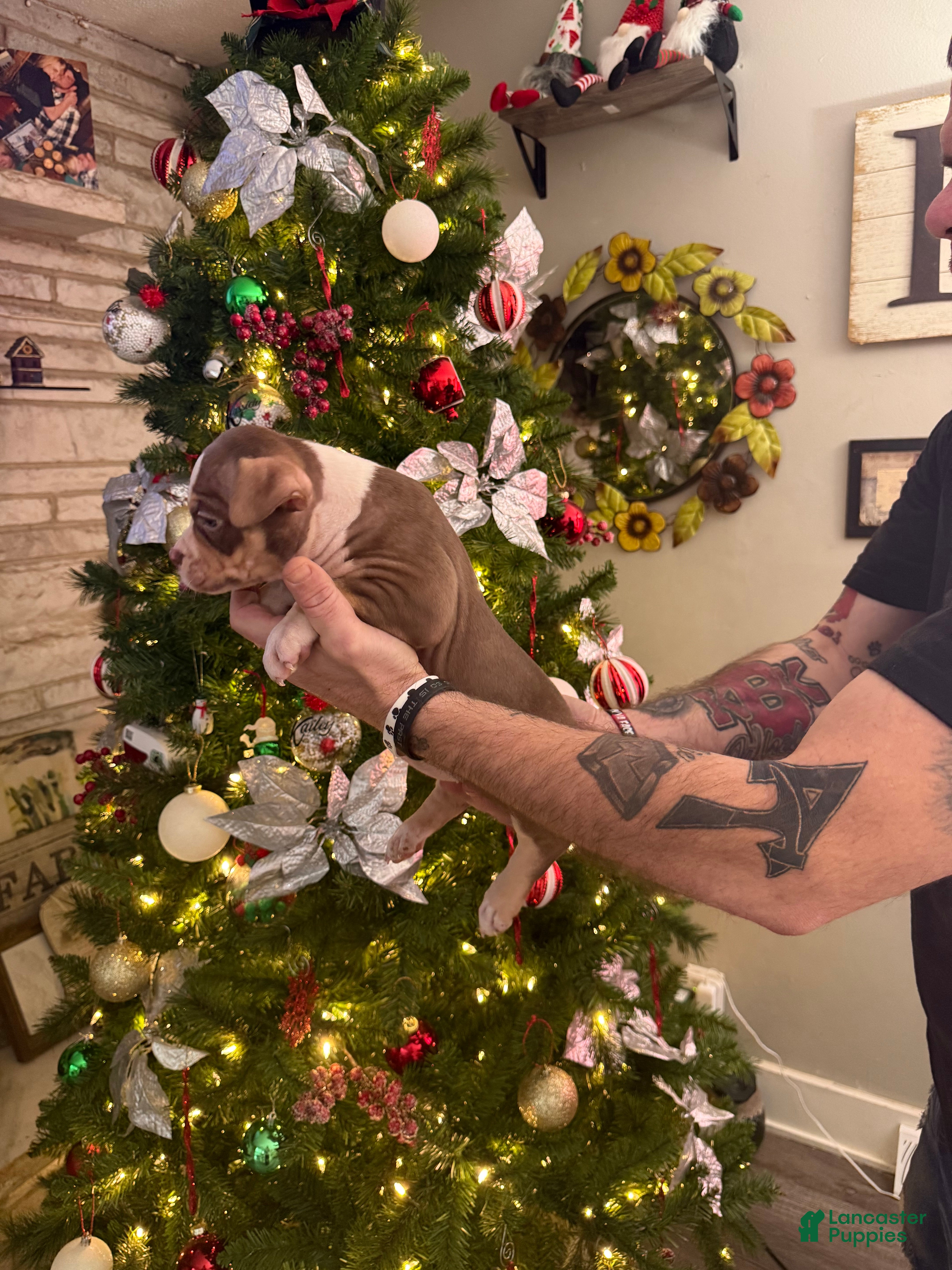 American Bully dogs Layla - Ad 30