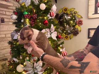 American Bully dogs Layla - Ad 38