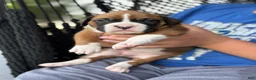 Boxer dogs for sale: Poppy - Ad 9