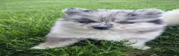 Pomsky dogs for sale: Pomsky Puppy 1 - Ad 13