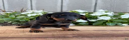 Miniature Dachshund dogs for sale: Coffee - Ad 4