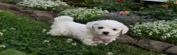 Cavachon dogs for sale: Theresa - Ad 6