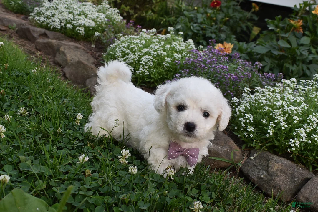 Cavachon dogs for sale: Theresa - Ad 6