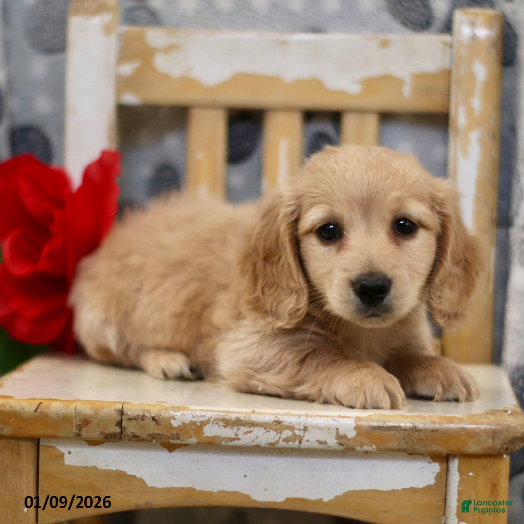 Miniature Dachshund dogs for sale: Preston - Ad 2