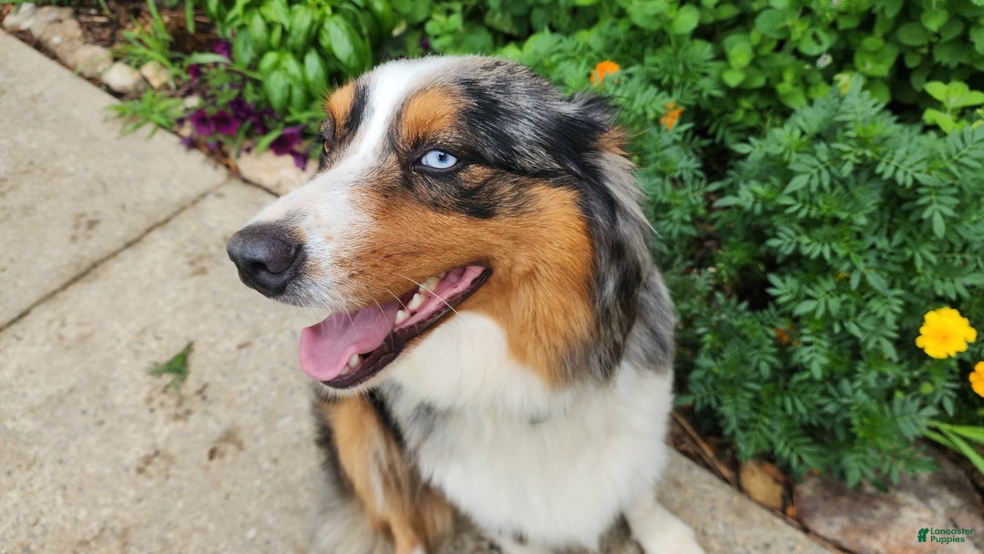 Australian Shepherd dogs for sale: Belle - Ad 4