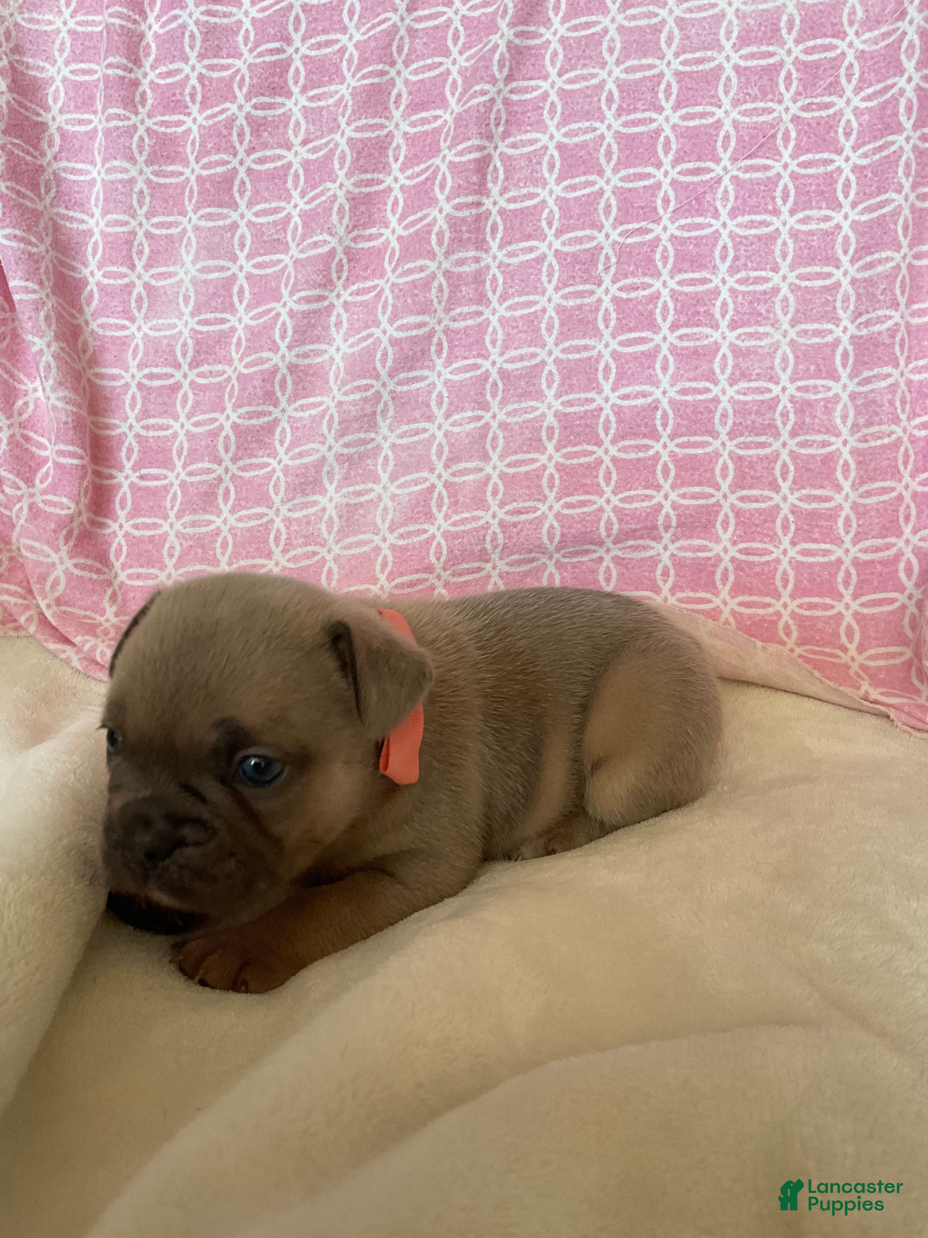French Bulldog dogs French Bulldog 3 - Ad 2