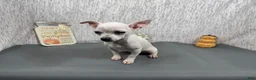 Chihuahua dogs for sale: Chihuahua 1 - Ad 4