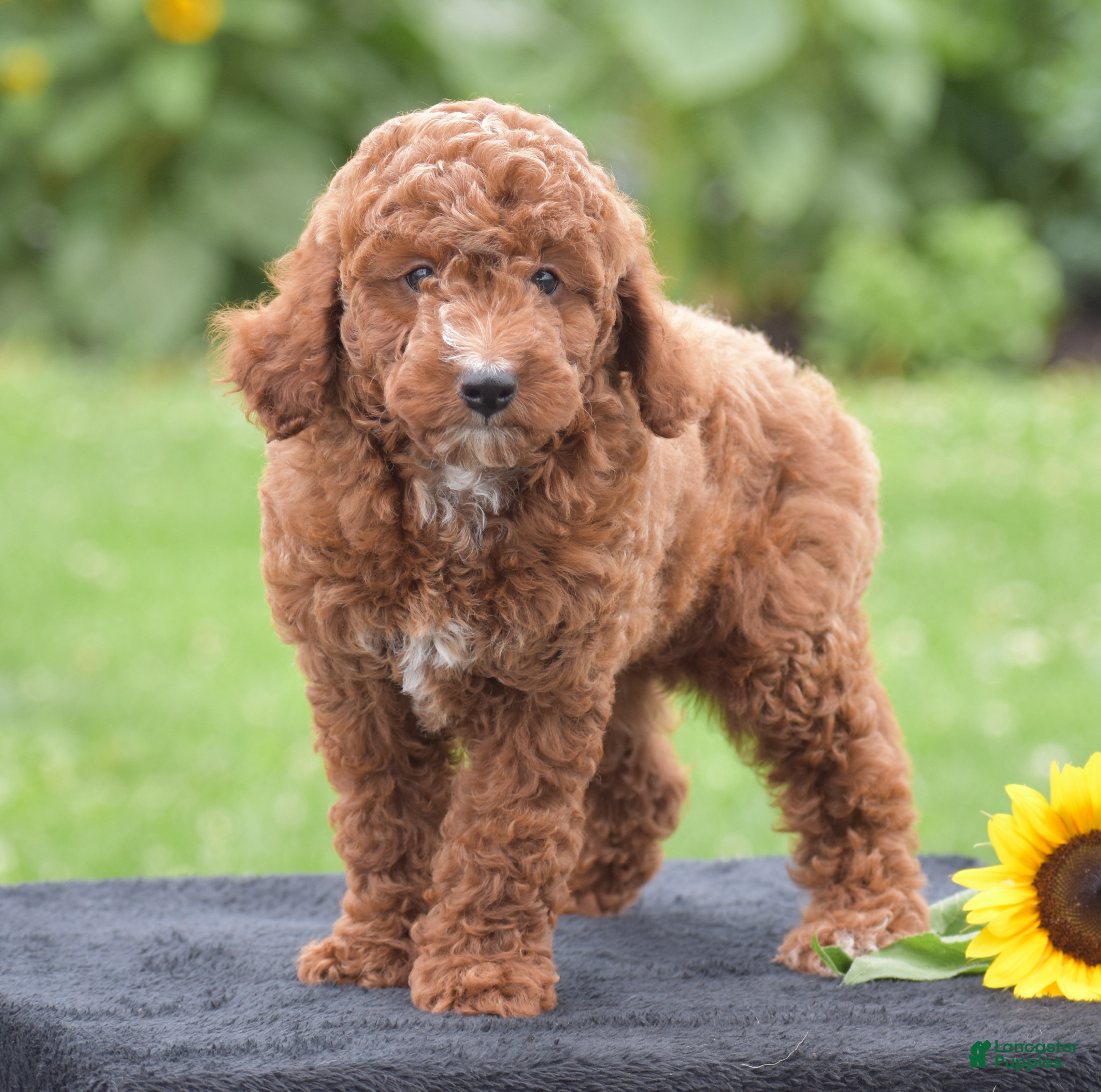 Miniature Poodle dogs Linnie - Ad 1