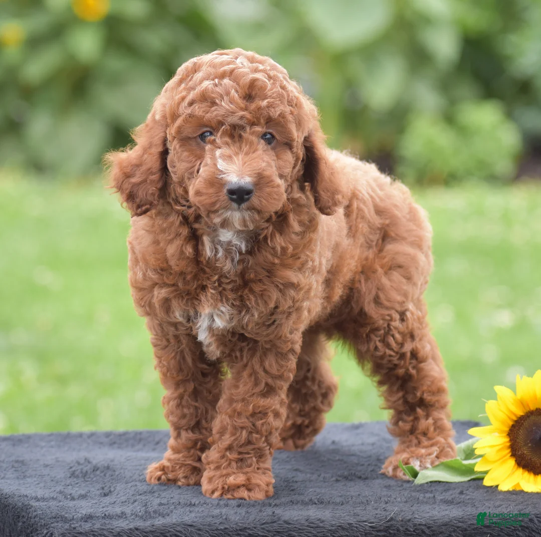 Miniature Poodle dogs for sale: Linnie - Ad 1